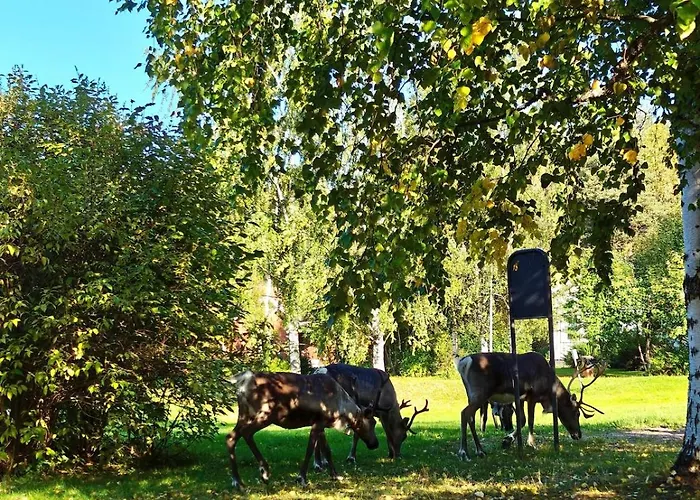 Daire Black Elegant - Feel Lapland With Design & Style *